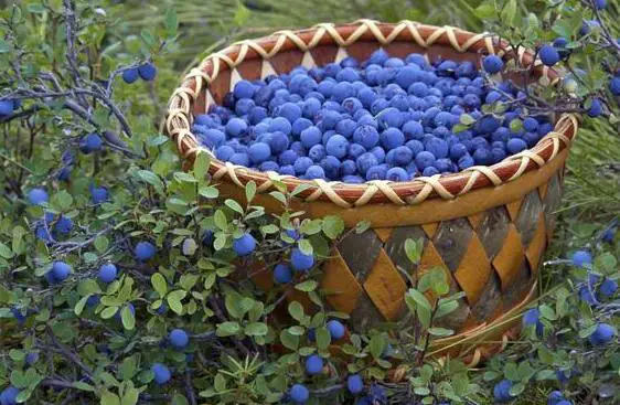 How Many Blueberries Should You Eat A Day How Many Blueberries Should You Eat A Day